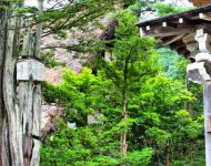 Houses & Trees - Shirakawa-Go