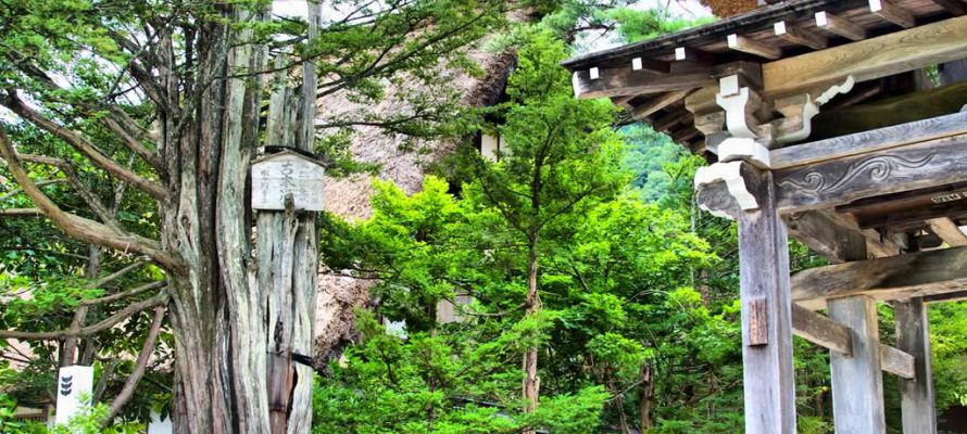 Houses & Trees - Shirakawa-Go